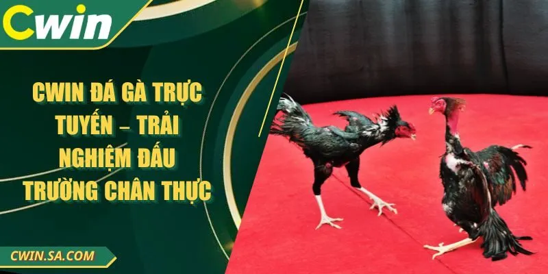 CWIN Đá Gà Trực Tuyến – Trải Nghiệm Đấu Trường Chân Thực