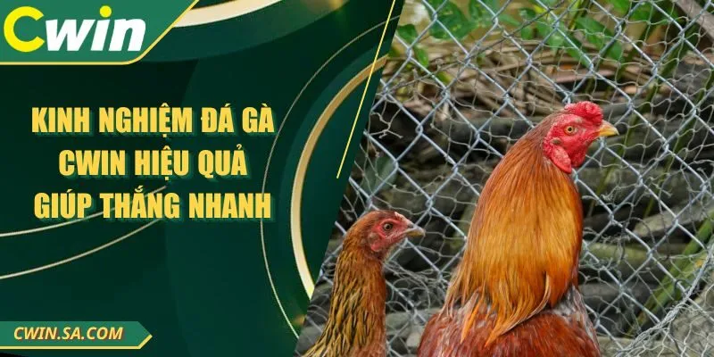 Kinh Nghiệm Đá Gà Cwin Hiệu Quả Giúp Thắng Nhanh